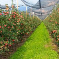 Qual è la classificazione delle colture agricole?
