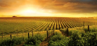 Rendita catastale per terreni agricoli: come si calcola?